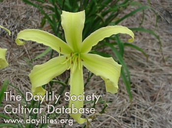 Daylily Easy Ned